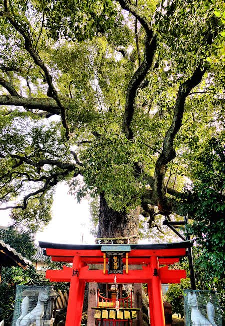 ⛩️ 오토리 대사(오토리타이샤) 이미지 5